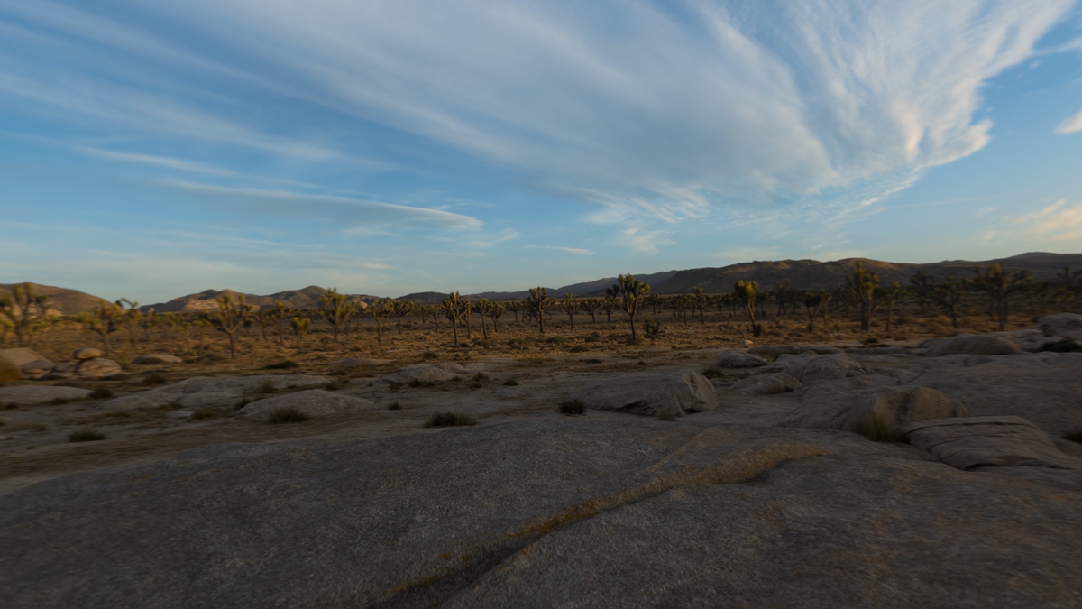 Joshua Tree Environment